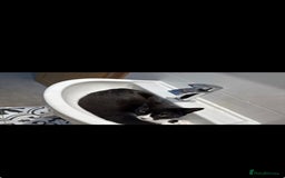 British Shorthair cats for sale: British shorthaired cross Persian  - Image 1