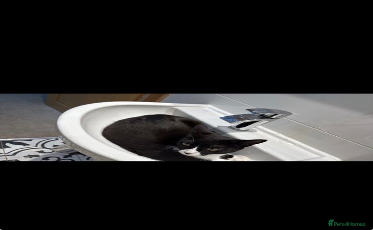 British Shorthair cats - Advert 7