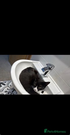 British Shorthair cats - Advert 7