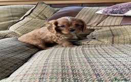 Cavalier King Charles Spaniel dogs for sale: KC ruby pups from health tested parents - Image 8