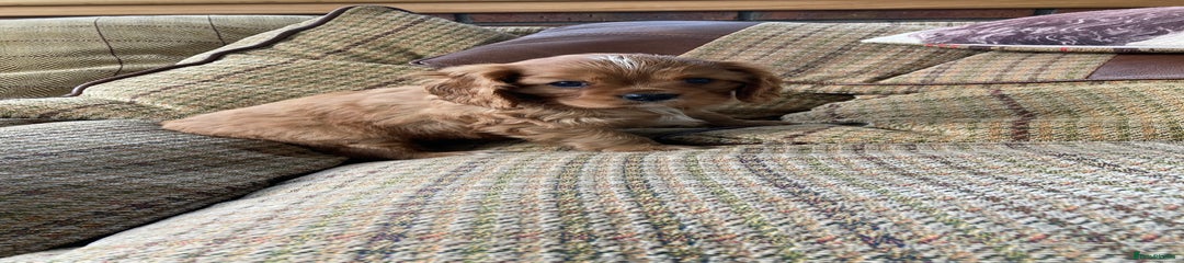 Cavalier King Charles Spaniel Puppy 1