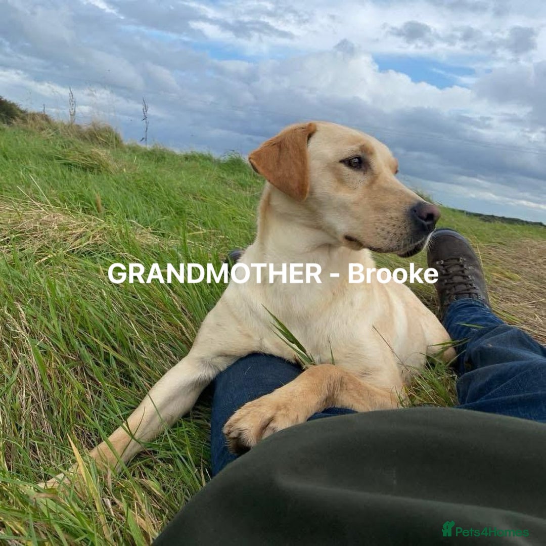 Labrador Retriever dogs for sale: Quality KC registered BLK Labrador Retriever Bitch - Image 13