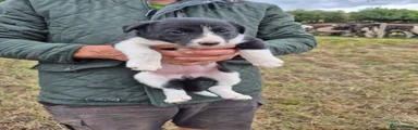 Border Collie 4