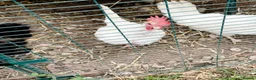 Chickens poultry for sale: 2 Maran Chickens (must leave as a pair) in Nottingham - Advert 3