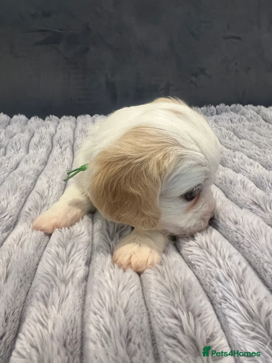 Cavachon dogs for sale: 🐶 Adorable Cavachon Puppies for Sale! 🐾 - Advert 13