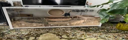 Hamster rodents for sale: Most adorable Syrian hamster Stinky  in Ilford - Advert 6
