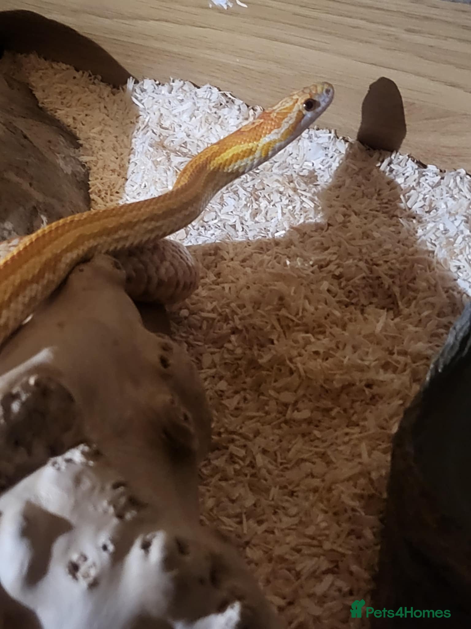 Corn Snake reptiles Male Ultramel Tessera for sale - Advert 15