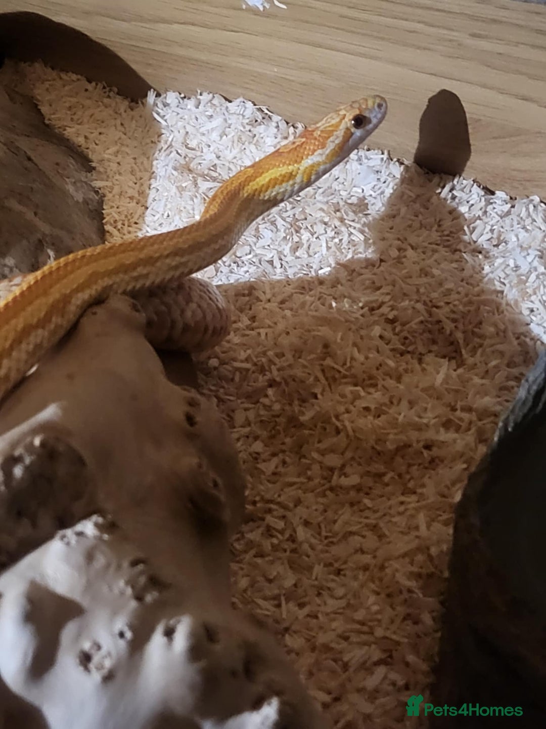 Corn Snake reptiles for sale: Male Ultramel Tessera for sale - Image 1