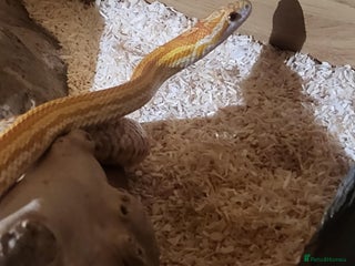 Corn Snake reptiles - Advert 1