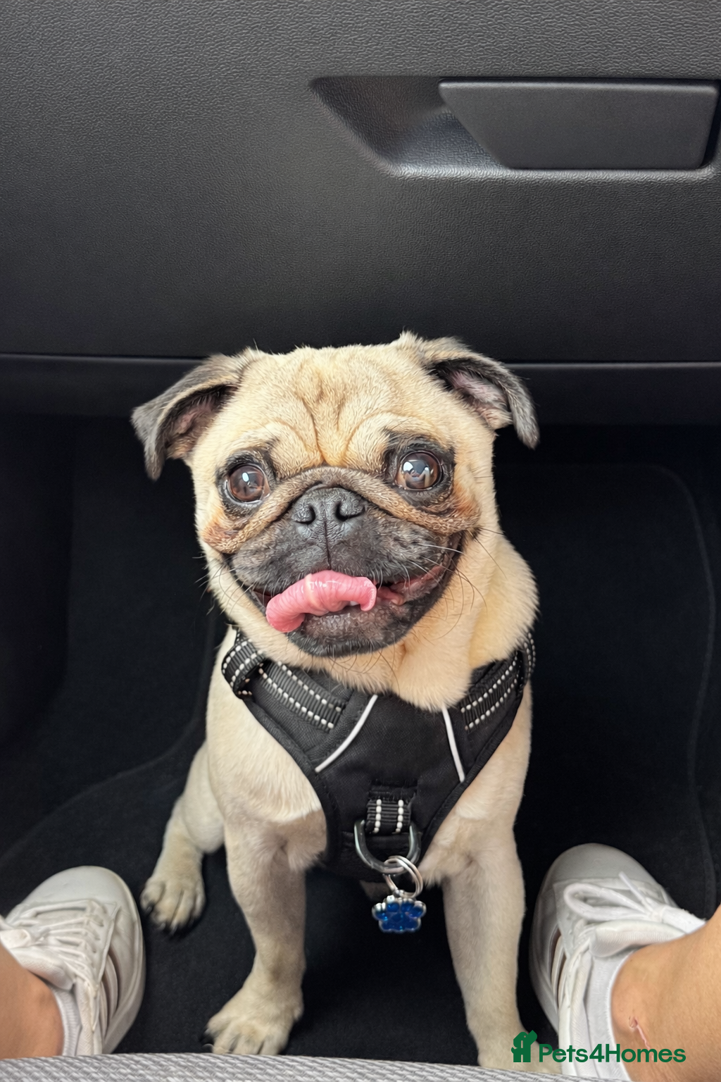 Pug dogs KC registered stud pug Bob - Advert 7