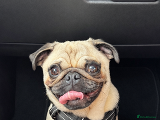 Pug dogs KC registered stud pug Bob - Advert 7