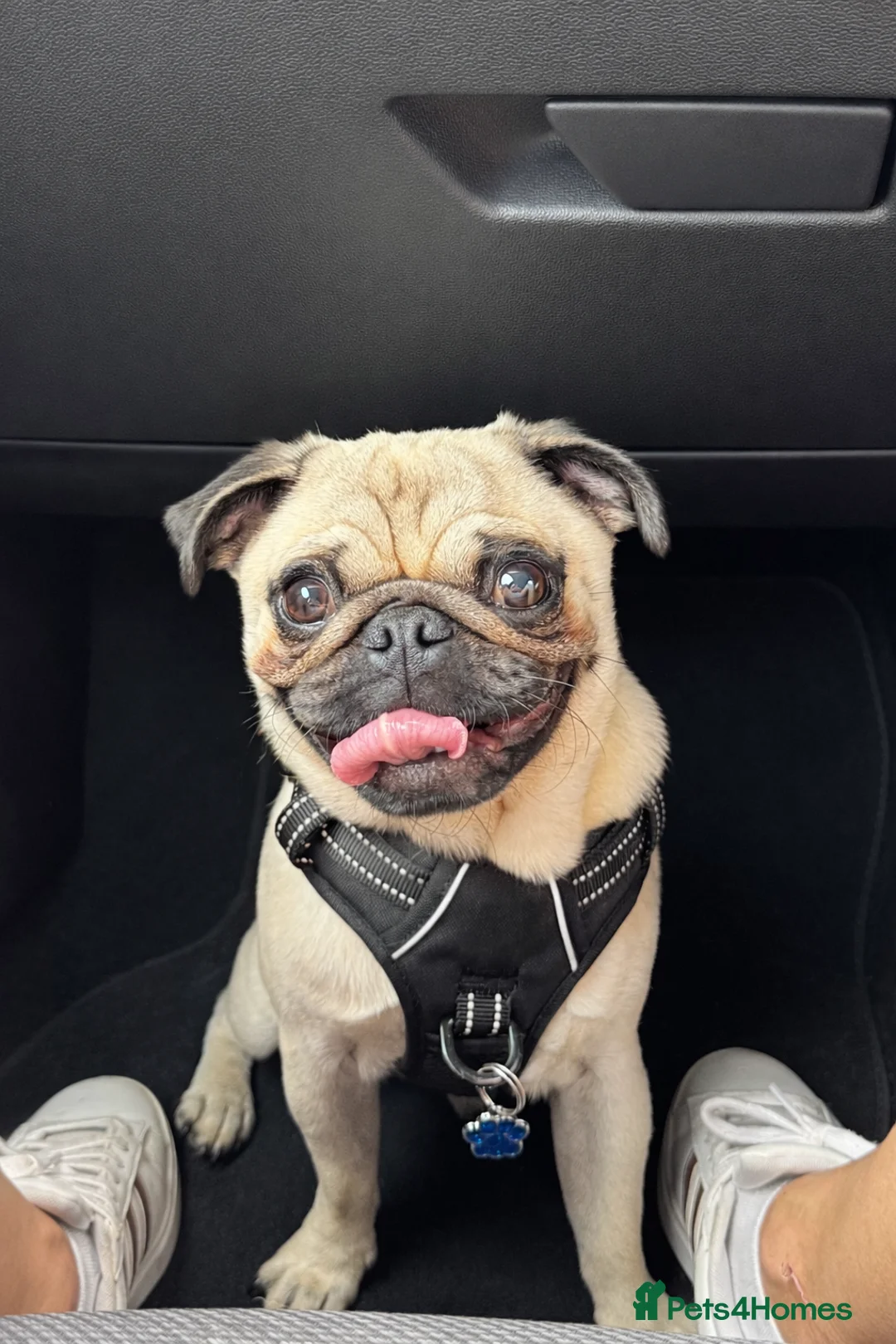 Pug dogs for stud: KC registered stud pug Bob - Advert 1