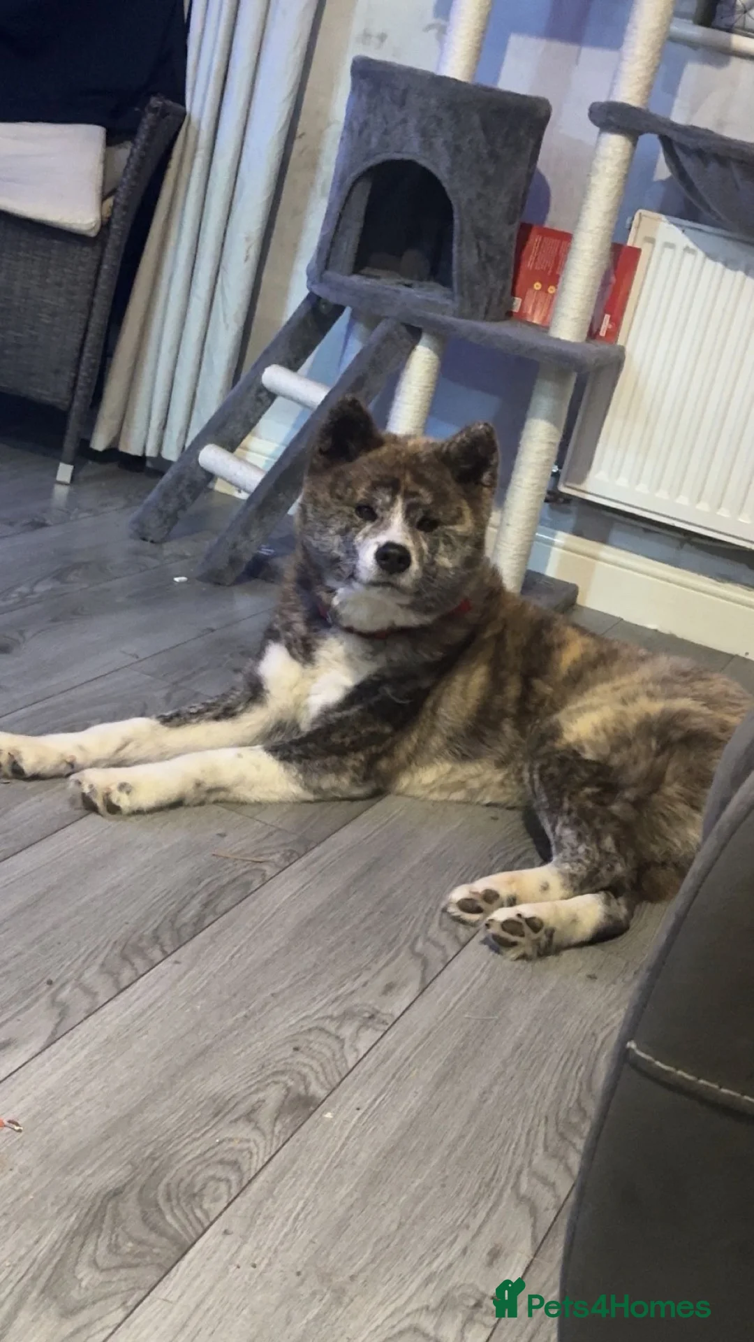 Akita dogs for sale: Female Japanese Akita  in ELY - Advert 2
