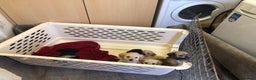 Jackapoo dogs for sale: 6 beautiful jackapoo pups - Advert 22