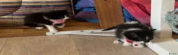 Mixed Breed cats for sale: beautiful shorthair/longhair kittens  - Advert 19