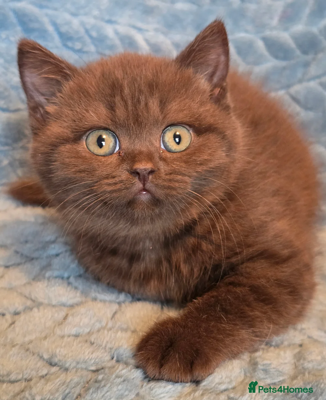 British Shorthair cats for sale: TICA registered British shorthair kittens - Advert 27