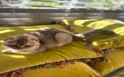 Scottish Fold cats for sale: Gold Chinchilla Scottish fold baby’s  - Image 28