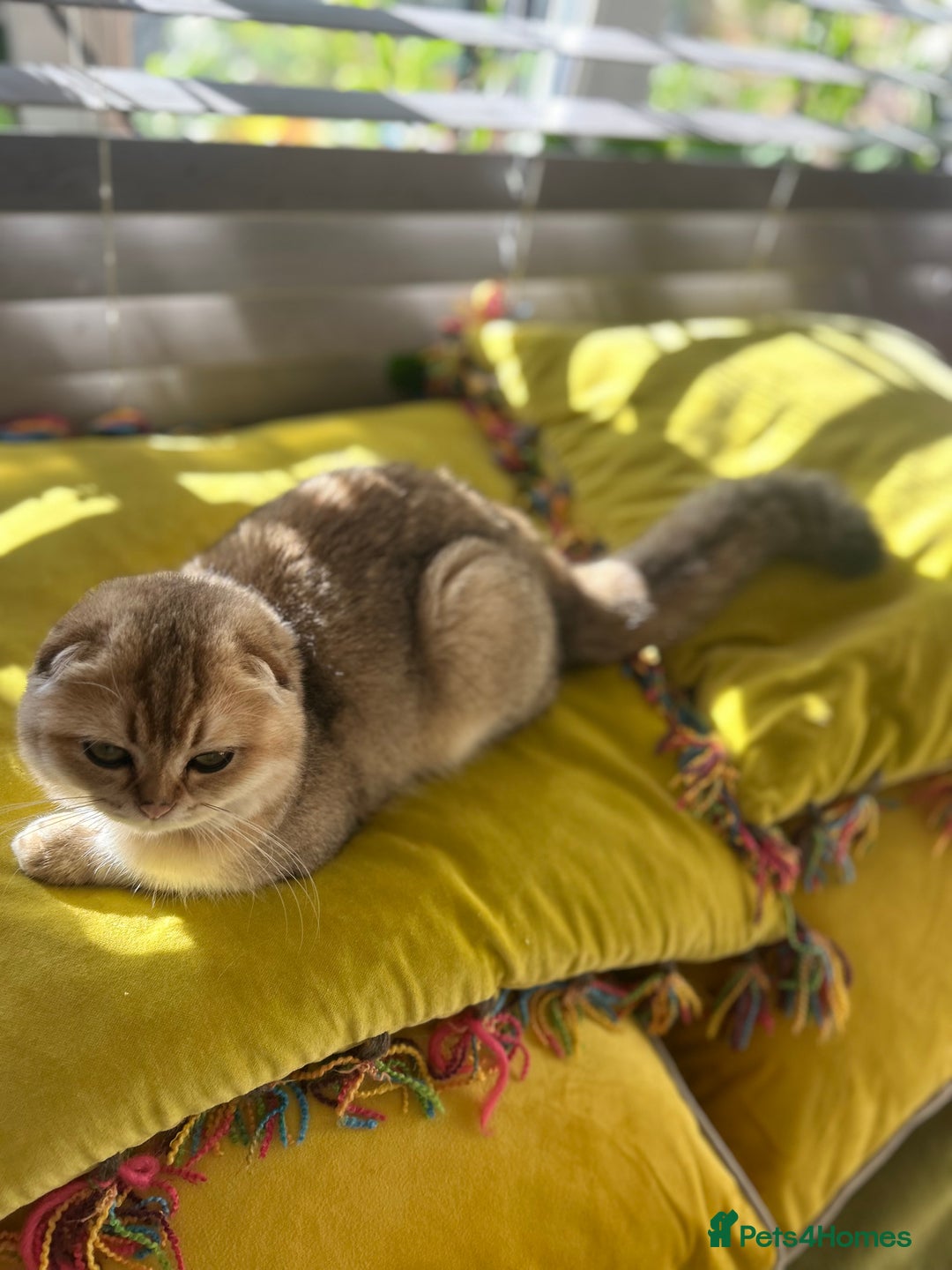 Scottish Fold cats for sale: Gold Chinchilla Scottish fold baby’s  - Image 28