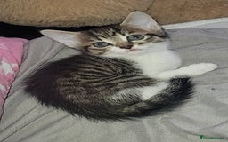 Mixed Breed cats for sale: Kittens ready for new homes  - Image 5