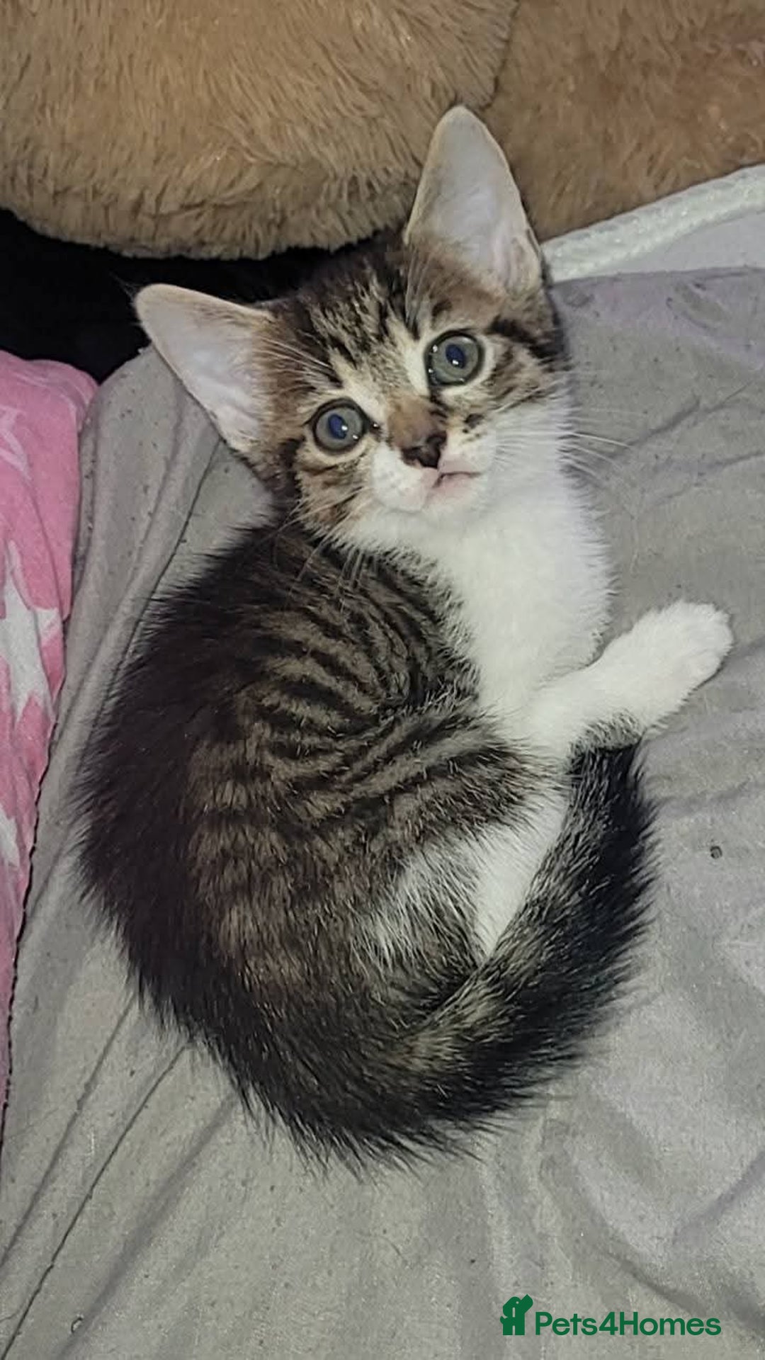 Mixed Breed cats for sale: Kittens ready for new homes  - Image 5