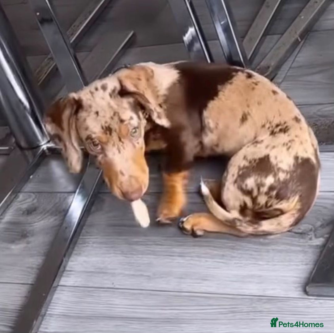 Dachshund dogs for sale: Pink and white albino chocolate dapple dachshund  - Advert 18