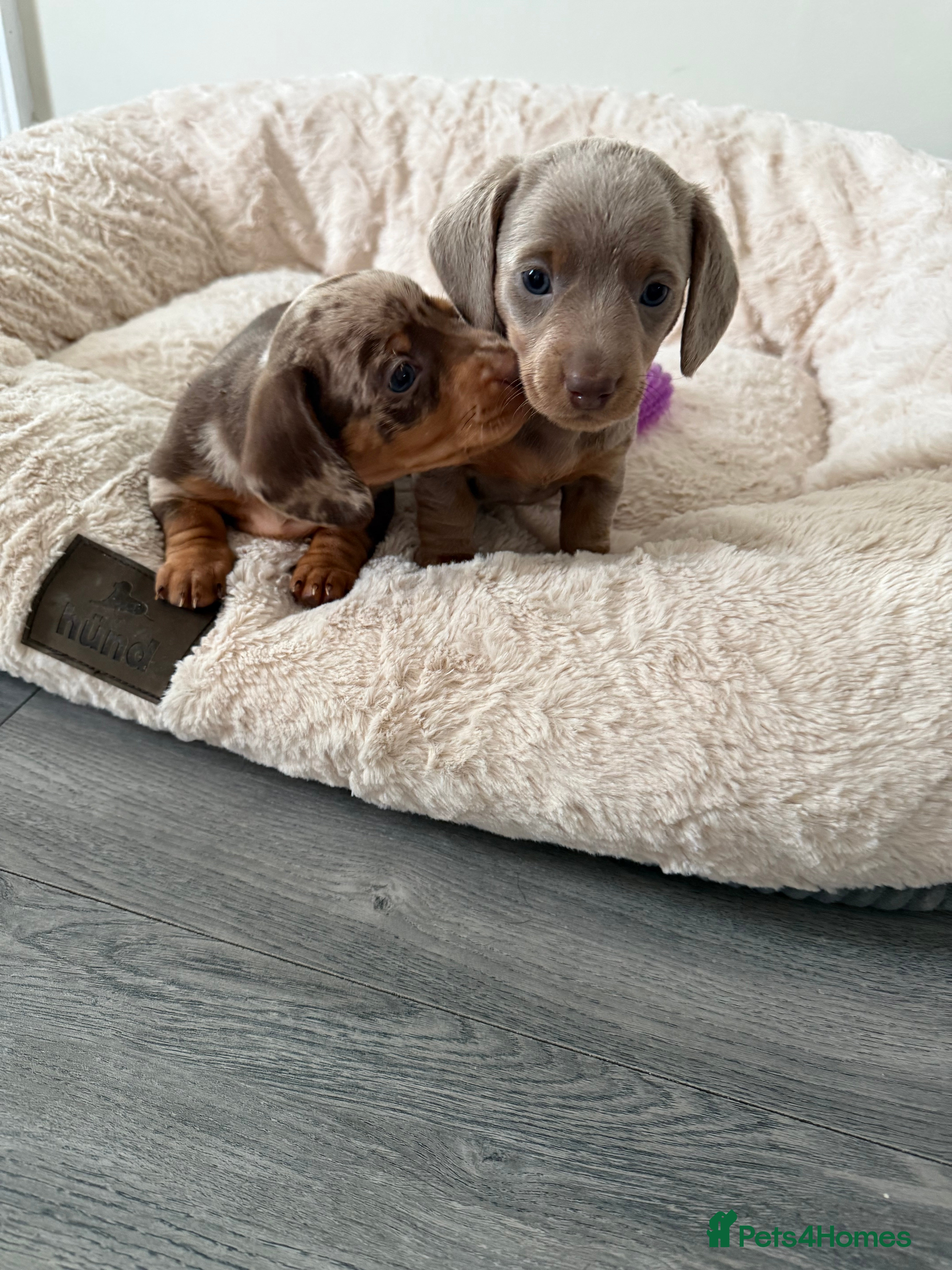 Dachshund dogs 5* DACHSHUND PUPPIES  - Advert 13