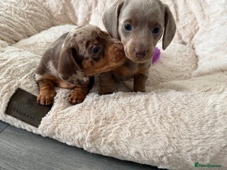 Dachshund dogs 5* DACHSHUND PUPPIES - Advert 8