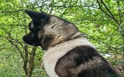 Akita dogs for sale: Adult American Akita - Image 2