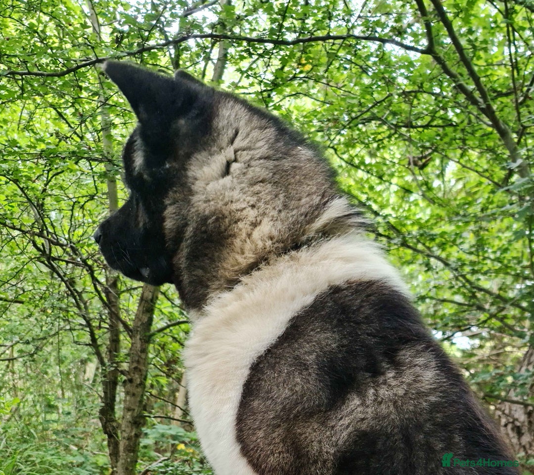 Akita dogs for sale: Adult American Akita - Image 2