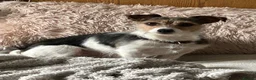 Jack Russell dogs for sale: Jack Russell  - Advert 2