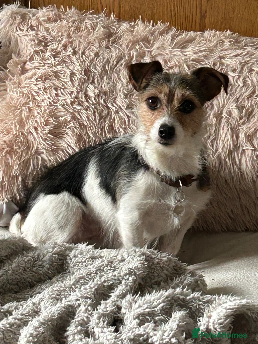 Jack Russell dogs for sale: Jack Russell  - Advert 2
