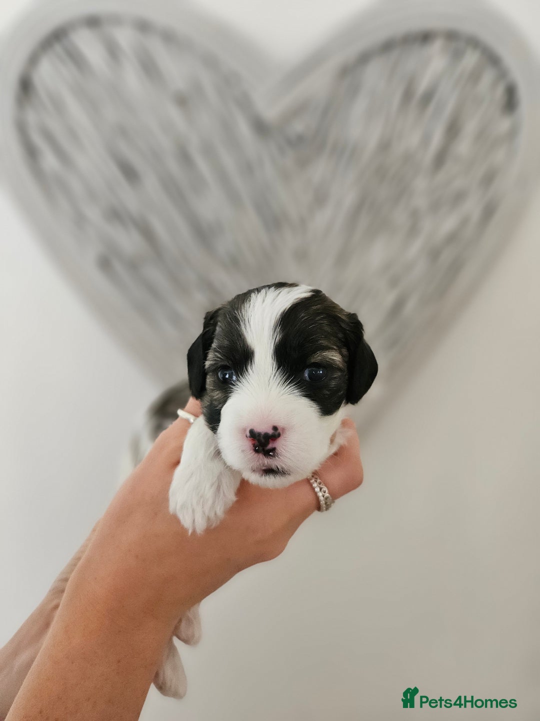 Mixed Breed dogs for sale: Cavapoo/Shihpoo mix - Image 6