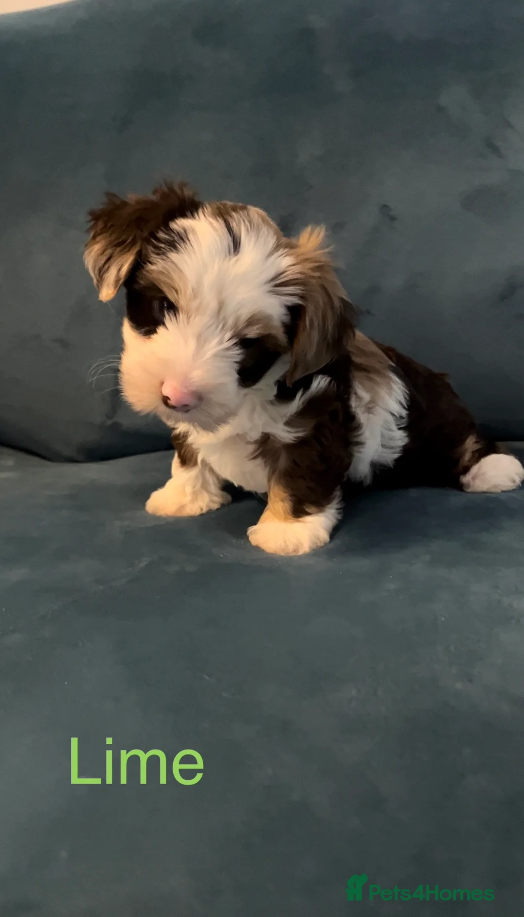 Yorkshire Terrier dogs for sale: READY NOW! - MINI YORKSHIRE TERRIERS - Advert 4