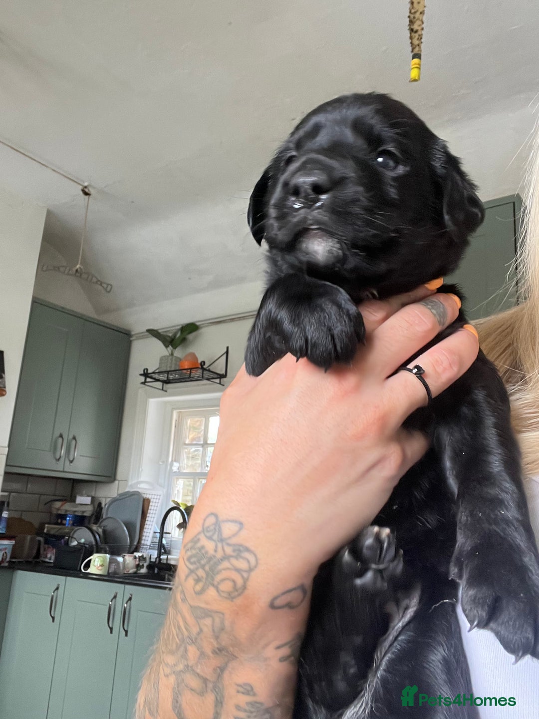 Mixed Breed dogs for sale: 3/4 lab 1/4 collie puppies  in Whitby - Image 38