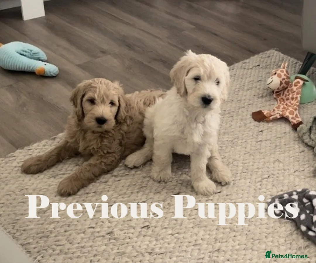 Double Doodle dogs for sale: Nell is expecting Double Doodles  - Advert 23