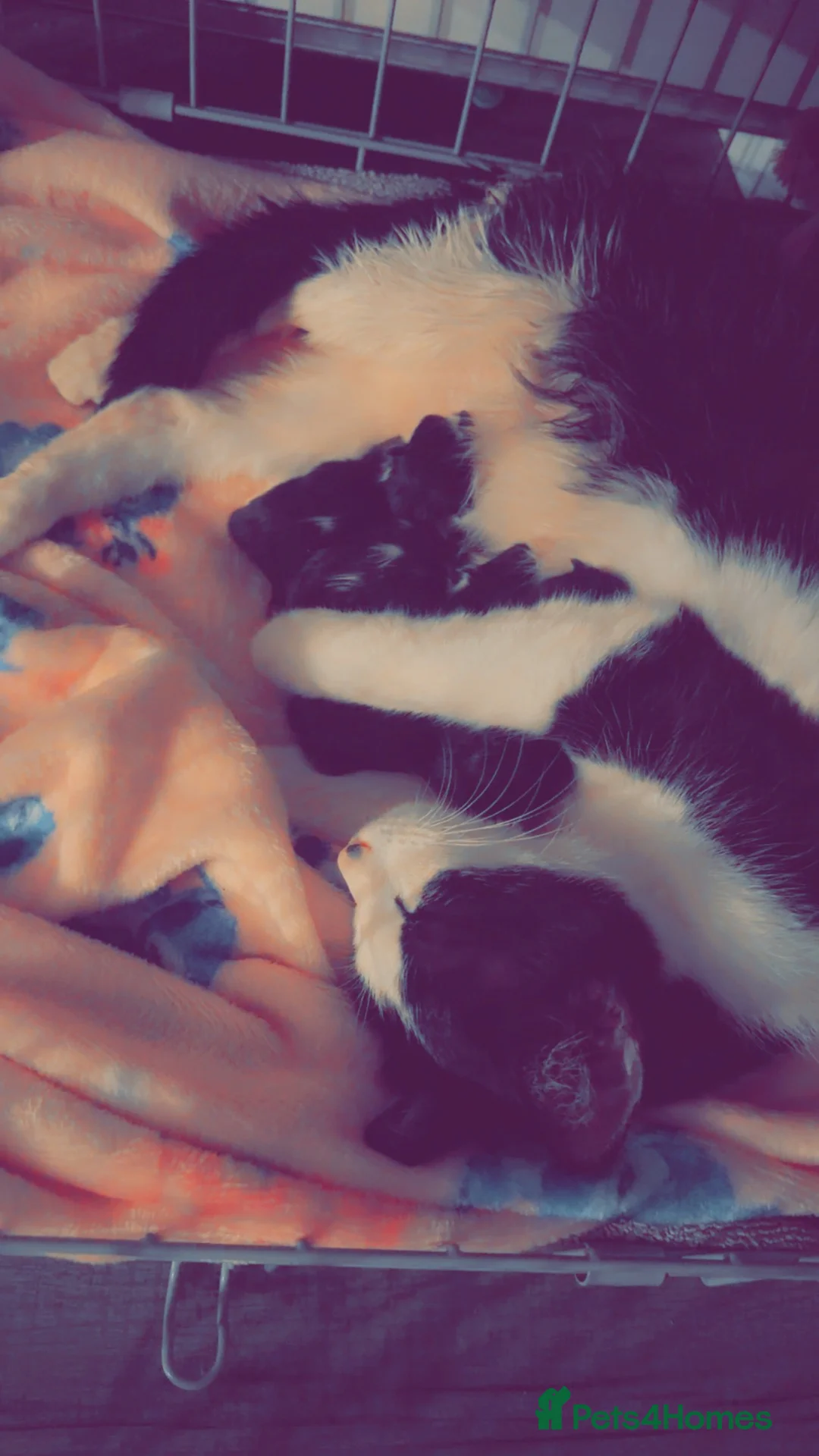 Mixed Breed cats for sale: 10 week old kitten looking for there forever home  - Advert 1