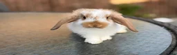 Mini Lop rabbits for sale: Gorgeous baby mini lops  - Advert 7