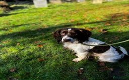English Springer Spaniel dogs for sale: Chase   - Image 3