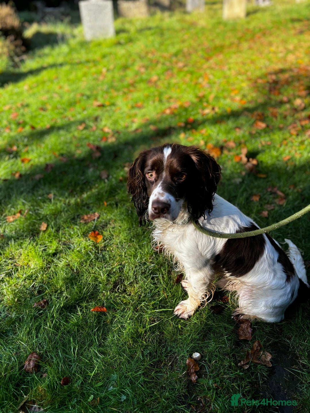 English Springer Spaniel dogs for sale: Chase   - Image 3