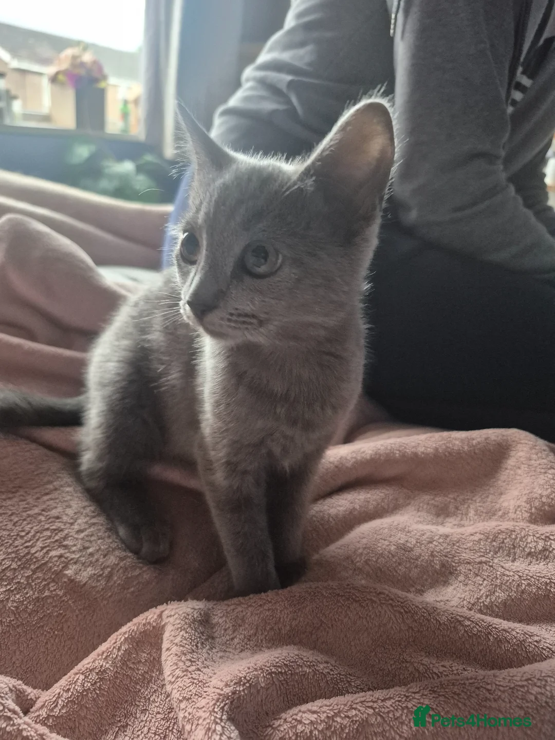 Mixed Breed cats for sale: Ragdoll cross kittens - Advert 2