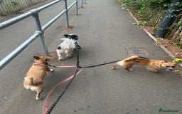 Mixed Breed dogs for sale: Jackawawa 1 year old Hugo - Image 11