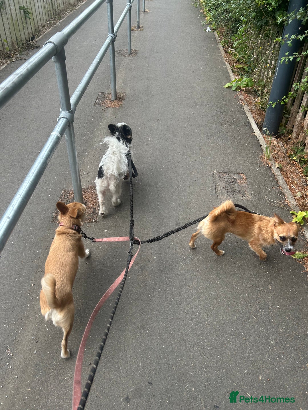 Mixed Breed dogs for sale: Jackawawa 1 year old Hugo - Image 11