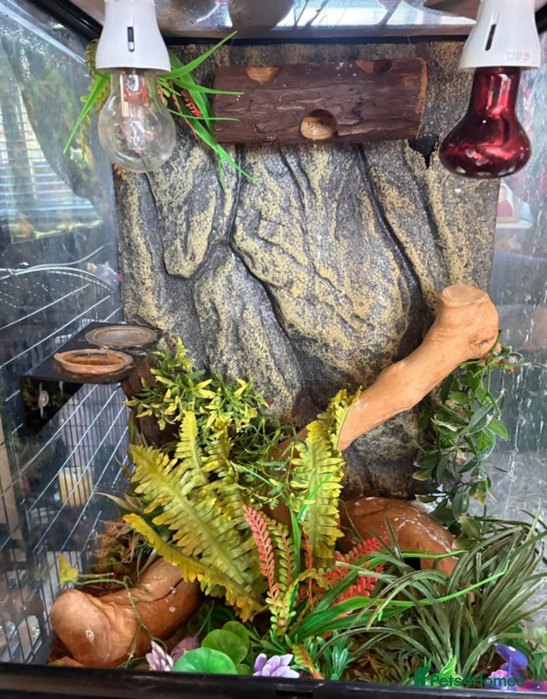 Frog reptiles for sale: Whites tree froglets  - Image 8