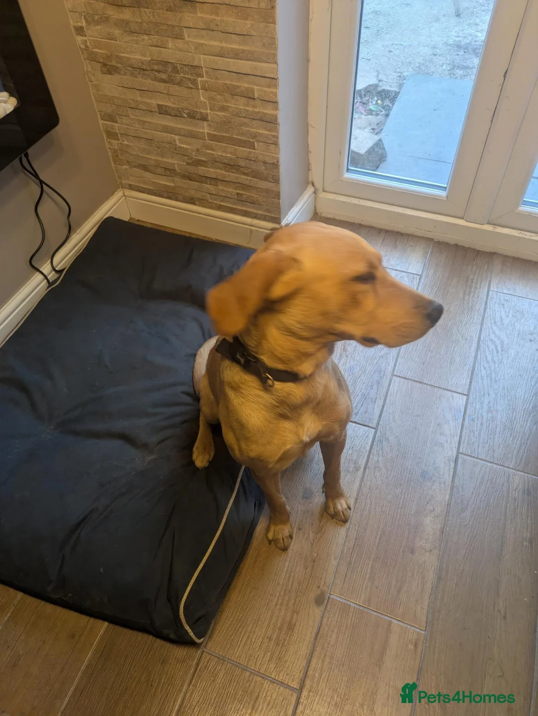 Labrador Retriever dogs for sale: Fox Red Labrador  in Rhyl - Advert 3