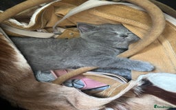 British Shorthair cats for sale: Beautiful Chunky British Shorthair Kittens Pure - Image 9