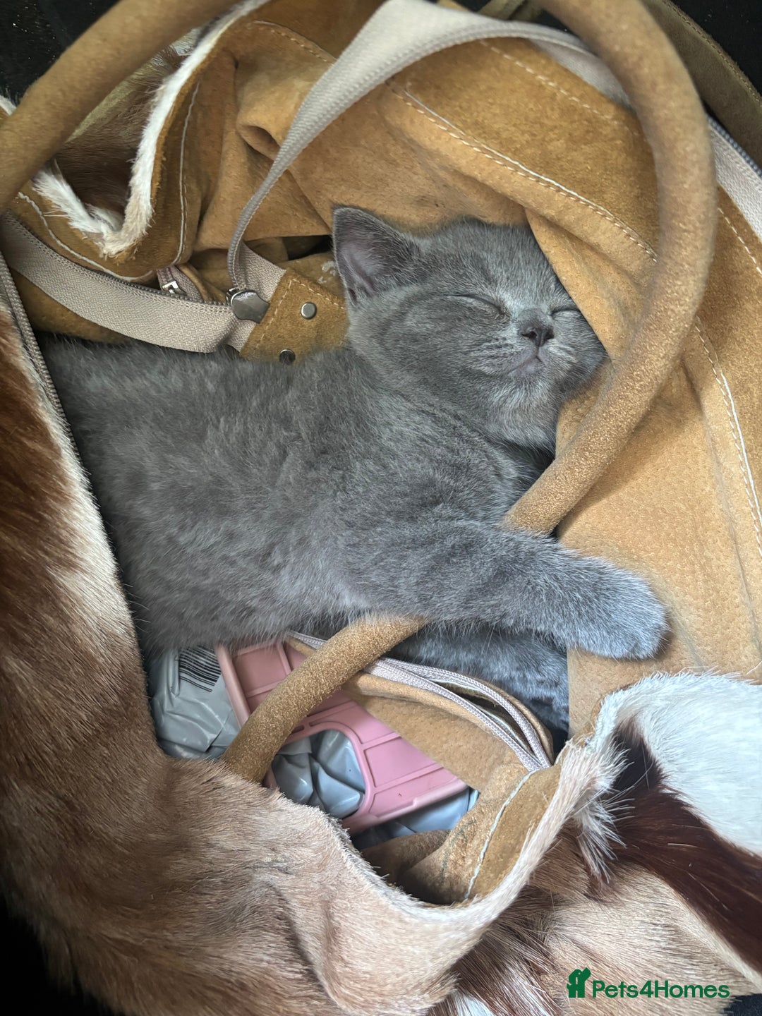 British Shorthair cats for sale: Beautiful Chunky British Shorthair Kittens Pure - Image 9