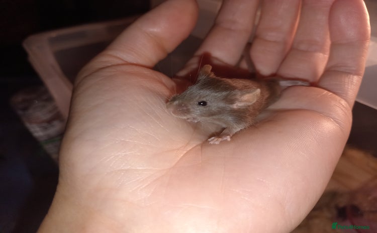 Mouse rodents - Advert 3