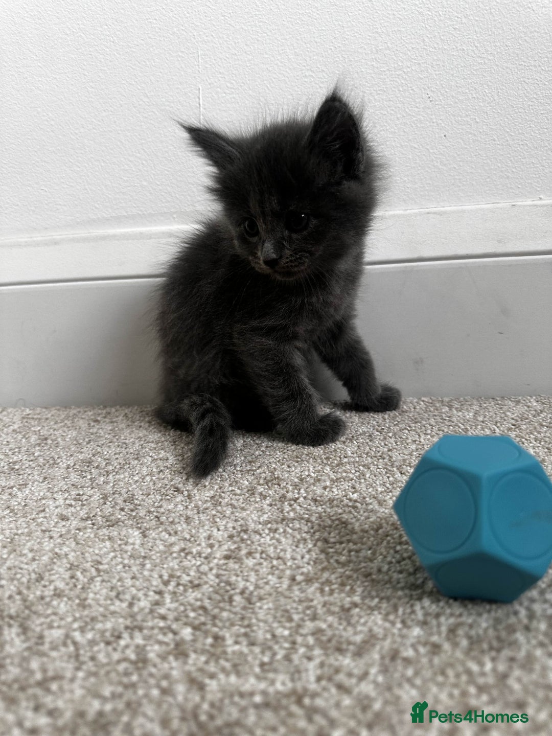 Maine Coon cats for sale: Rare Maine Coon/Russian Blue Kittens - Image 8