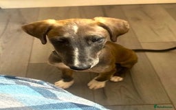 Lurcher dogs for adoption: Norman, young lurcher in rescue - Image 5