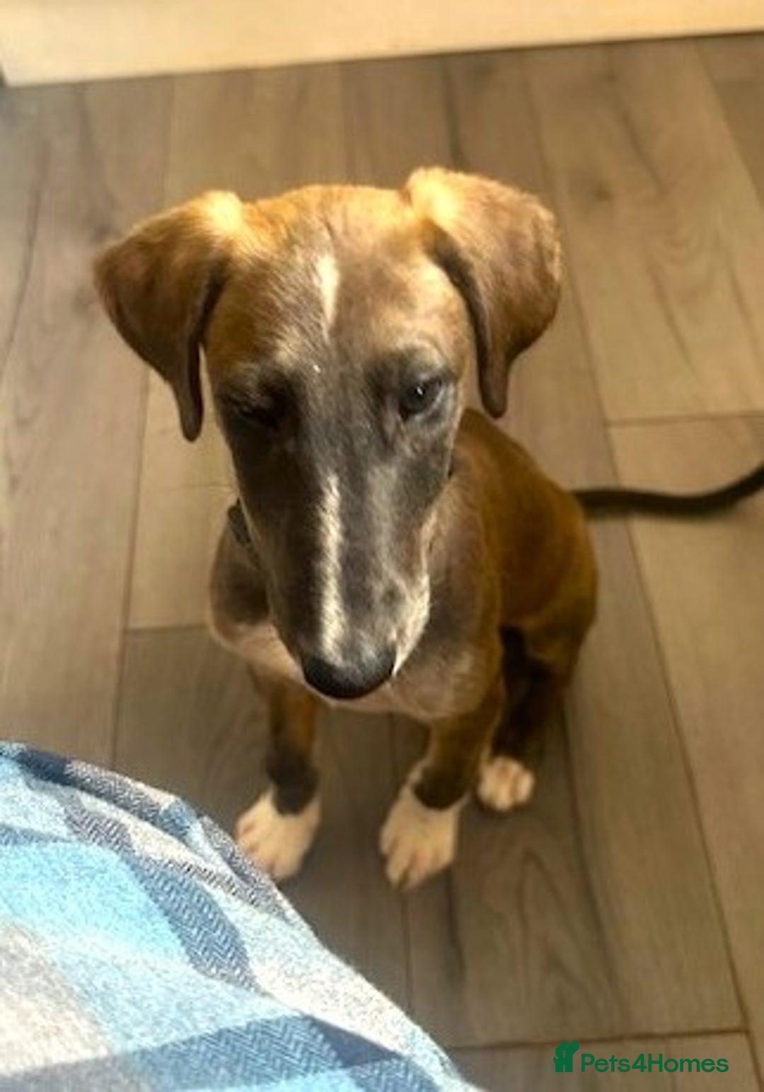 Lurcher dogs for adoption: Norman, young lurcher in rescue - Image 5